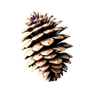 Pine Cone Art PNG Jkk56 PNG