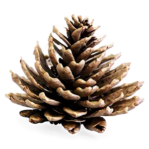 Pine Cone Bundle PNG 06202024