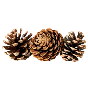 Pine Cone Bundle PNG 54 PNG