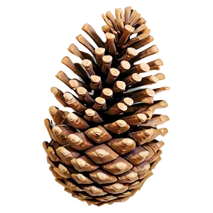 Pine Cone Closeup PNG Swg43 PNG