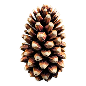Pine Cone Cluster PNG 25
