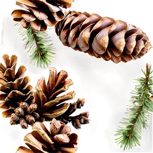 Pine Cone Collection PNG 31 PNG