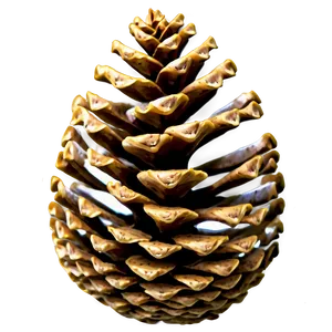 Pine Cone In Forest PNG 24