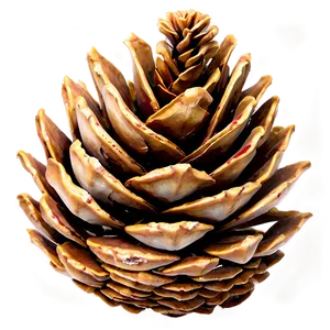 Pine Cone On Ground PNG 06202024