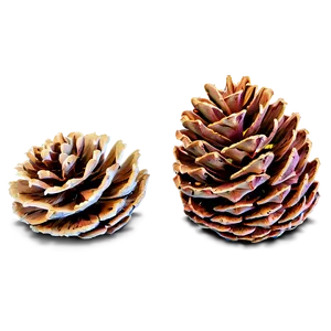 Pine Cone On Ground PNG Usl