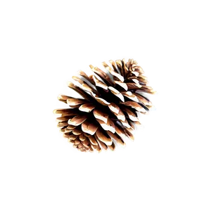 Pine Cone Outline PNG 06202024