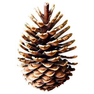 Pine Cone Print PNG Kxq35 PNG