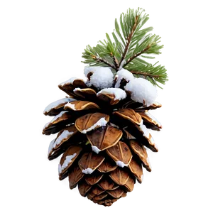 Pine Cone With Snow PNG Ajx