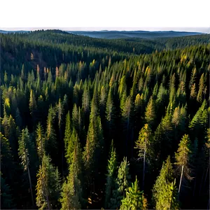 Pine Forest Aerial View PNG 06132024 PNG