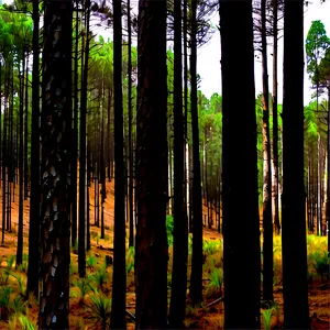 Pine Forest Panorama Png 05032024 PNG image