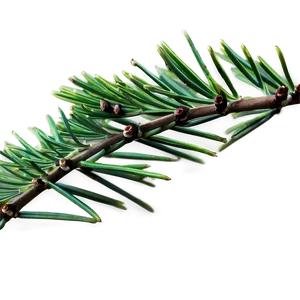 Pine Needle Close-up Png 51 PNG image