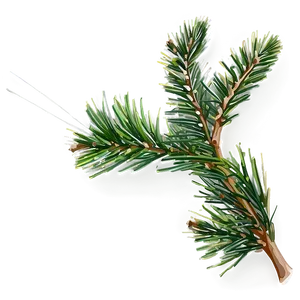 Pine Needle Close-up Png 9 PNG image