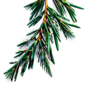 Pine Needle Close-up Png Wfr PNG image