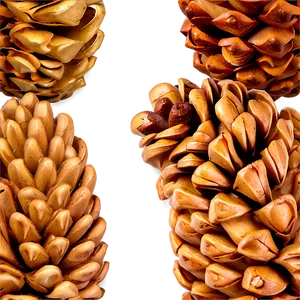 Pine Nut Cone PNG 85 PNG