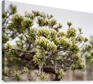 Pine Tree Blossoms Springtime PNG image