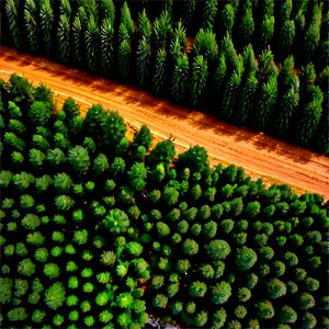 Pine Tree Farm Aerial PNG 06132024 PNG