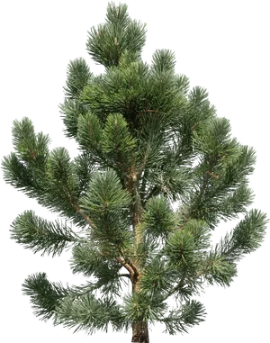 Pine_ Tree_ Isolated_on_ Black_ Background