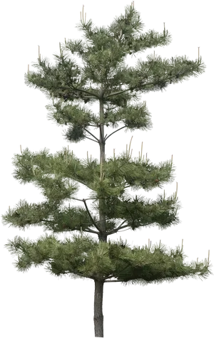 Pine Tree Isolatedon Transparent Background.png PNG image