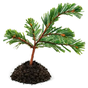 Pine Tree Seedling PNG 54