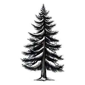 Pine Tree Sketch PNG Qby14 PNG