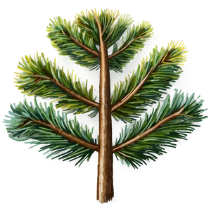 Pine Tree Sketch PNG Ton87