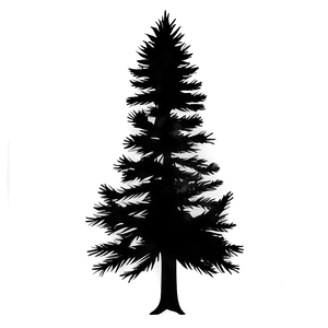 Pine Trees Aesthetic Png 48 PNG image