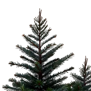 Pine Trees In Fog PNG Ext PNG