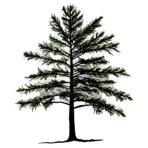 Pine Trees In Fog PNG Pne PNG