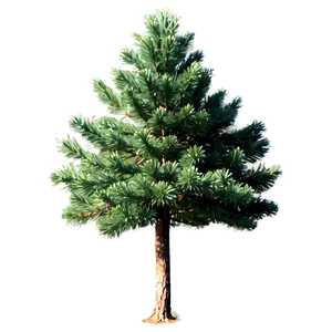 Pine Trees In Spring PNG Kvh