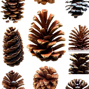 Pinecone Collection Set Png 06132024 PNG image