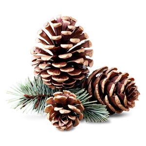 Pinecone For Diy Crafts PNG Ido PNG