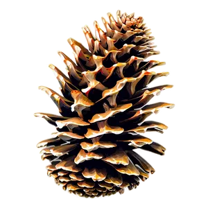 Pinecone In Nature Setting PNG 06132024 PNG