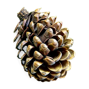Pinecone In Wild Forest PNG 29 PNG