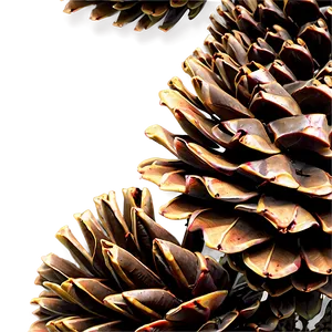 Pinecone In Wild Forest PNG Ied8 PNG