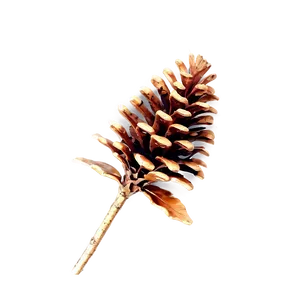 Pinecone With Misty Background PNG 06132024 PNG