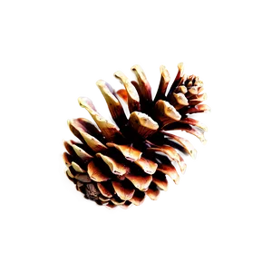 Pinecone With Misty Background PNG 64