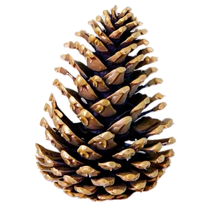 Pinecone With Misty Background PNG Nkl PNG
