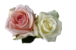 Pink_and_ White_ Roses_ Black_ Background.jpg PNG image