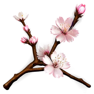 Pink And White Sakura PNG 06202024 PNG