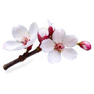 Pink And White Sakura PNG 96 PNG