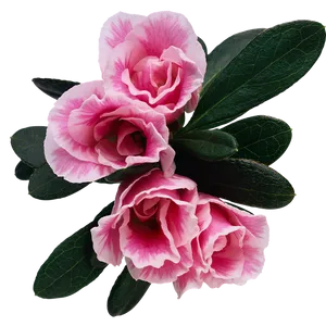 Pink Azalea Blooms Transparent Background