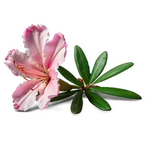 Pink Azalea Charm PNG Nfv53