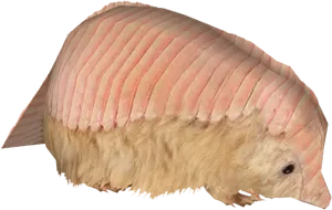 Pink Banded Armadillo PNG image