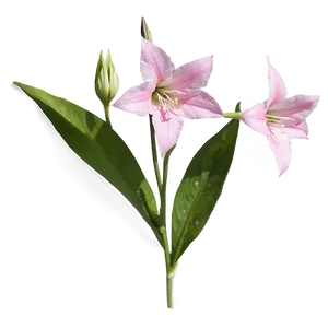 Pink Bellflower Grace PNG Ihc PNG