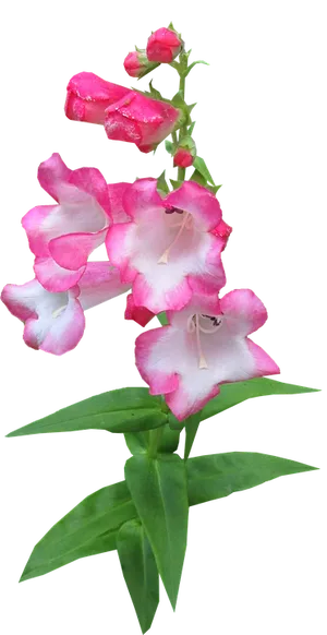 Pink Bicolor Snapdragon Flower