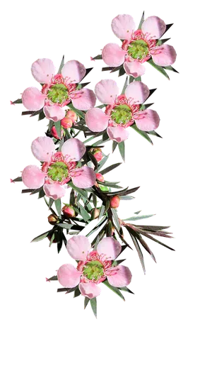 Pink Blooming Branch