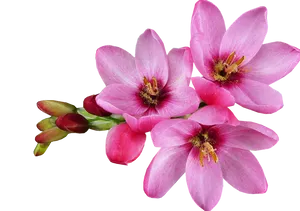 Pink Blooming Flowers Transparent Background