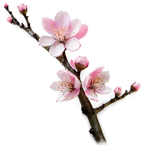 Pink Blossom Branch PNG 47 PNG
