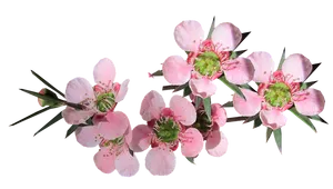 Pink Blossoms Transparent Background
