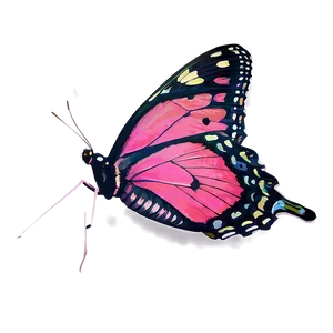 Pink Butterfly Captured Image PNG 49